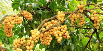 Conheça a fruta exótica com sabor doce e refrescante