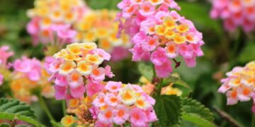 Plantas perfeitas para canteiros que resistem ao sol e florescem o ano todo