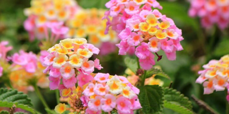 Lantana - Créditos: depositphotos.com / Elenarts