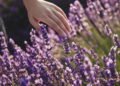 O jeito mais fácil de cultivar lavanda em casa e ter um ambiente sempre leve e cheiroso