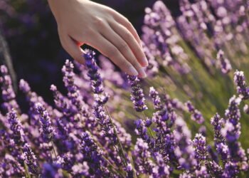 O jeito mais fácil de cultivar lavanda em casa e ter um ambiente sempre leve e cheiroso