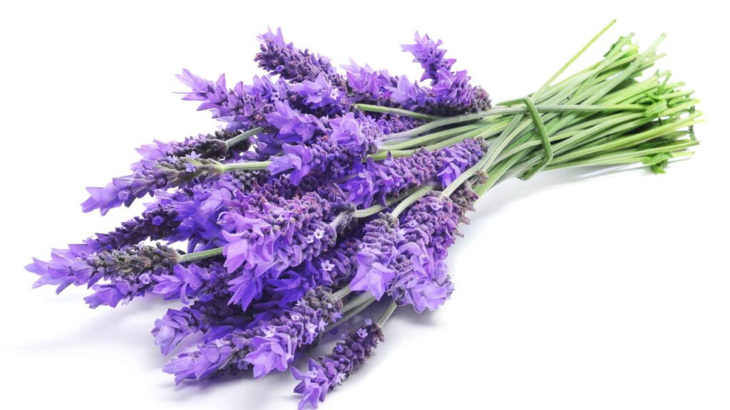 Lavanda debaixo do travesseiro? Veja os efeitos que pode ter no seu bem-estar