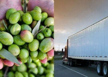 Carregamento de azeitonas choca com descoberta de um intruso escondido e dispara todos os alarmes