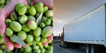 Carregamento de azeitonas choca com descoberta de um intruso escondido e dispara todos os alarmes