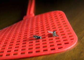 O truque natural mais eficaz para espantar moscas em casa