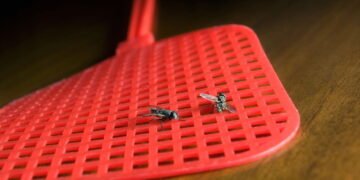 Sua casa pode ficar mais limpa com um item comum