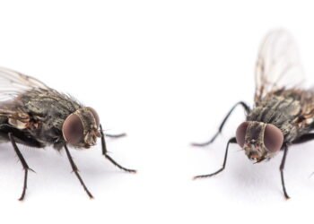 Formas naturais de manter moscas longe da sua cozinha