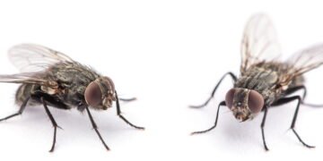 Formas naturais de manter moscas longe da sua cozinha