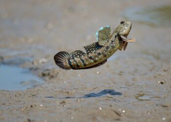 Os peixes mais estranhos do mundo que conseguem caminhar na terra e podem ser a chave para entender a evolução