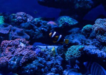 Mistério nas profundezas do oceano intriga há mais de 25 anos