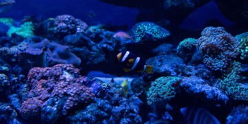 Mistério nas profundezas do oceano intriga há mais de 25 anos