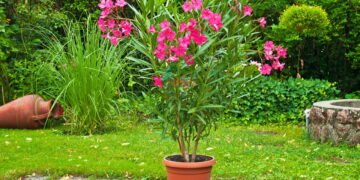 O segredo pouco conhecido para fazer o oleandro florescer muito mais