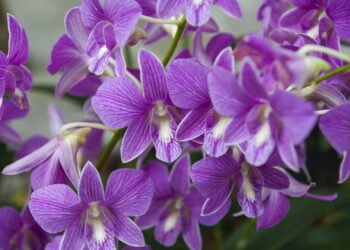 Conheça os 7 cuidados essenciais para suas orquídeas florescerem o ano todo