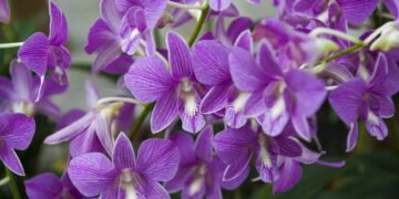 Conheça os 7 cuidados essenciais para suas orquídeas florescerem o ano todo