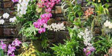 Conheça os 7 cuidados essenciais para suas orquídeas florescerem o ano todo