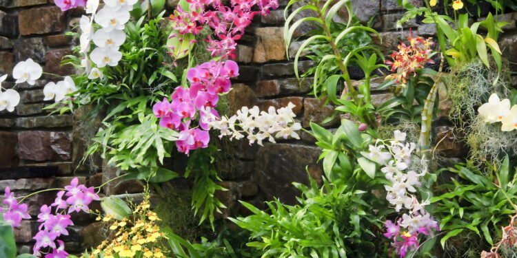 Conheça os 7 cuidados essenciais para suas orquídeas florescerem o ano todo