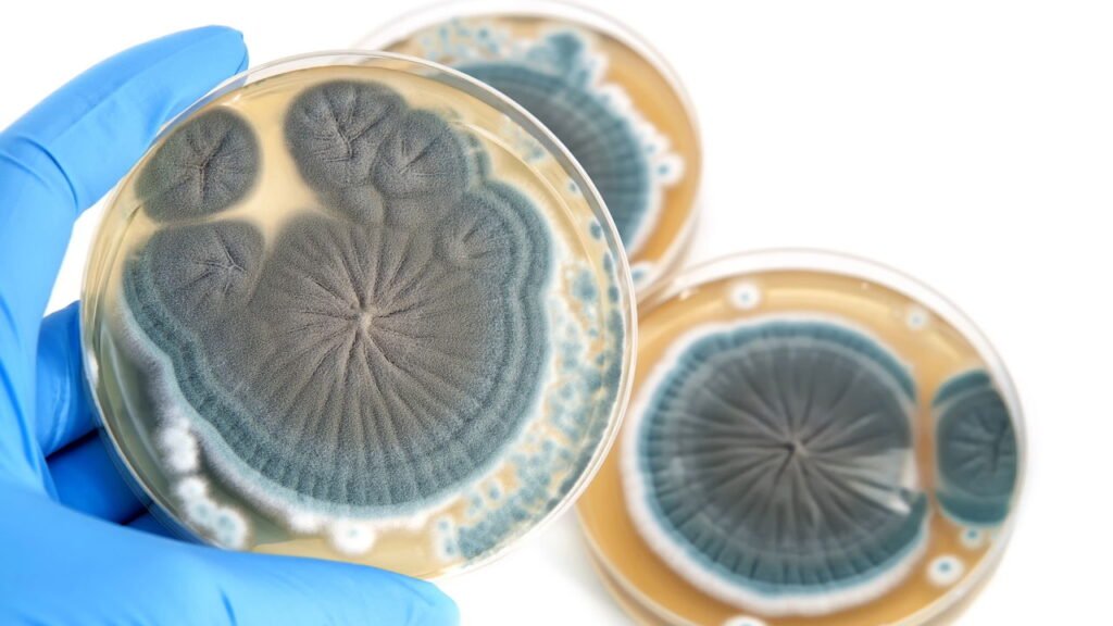 O remédio que transformou a medicina surgiu da forma mais improvável possível