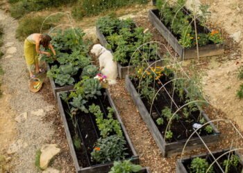 Quintal produtivo e ecológico? Veja como aplicar a permacultura em casa