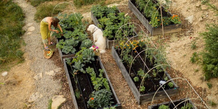 Quintal produtivo e ecológico? Veja como aplicar a permacultura em casa