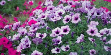 A flor que floresce rápido e enche seu quintal de cor