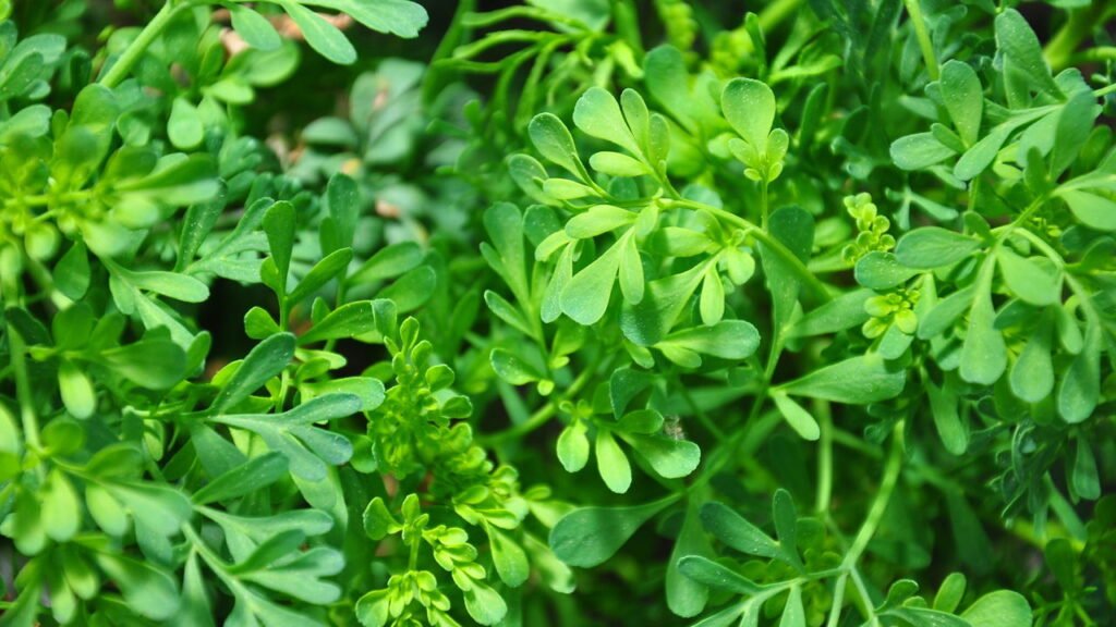 4 plantas que afastam escorpiões e ainda embelezam sua casa