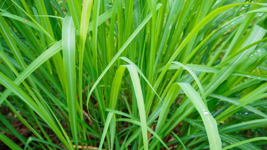 4 plantas que afastam escorpiões e ainda embelezam sua casa