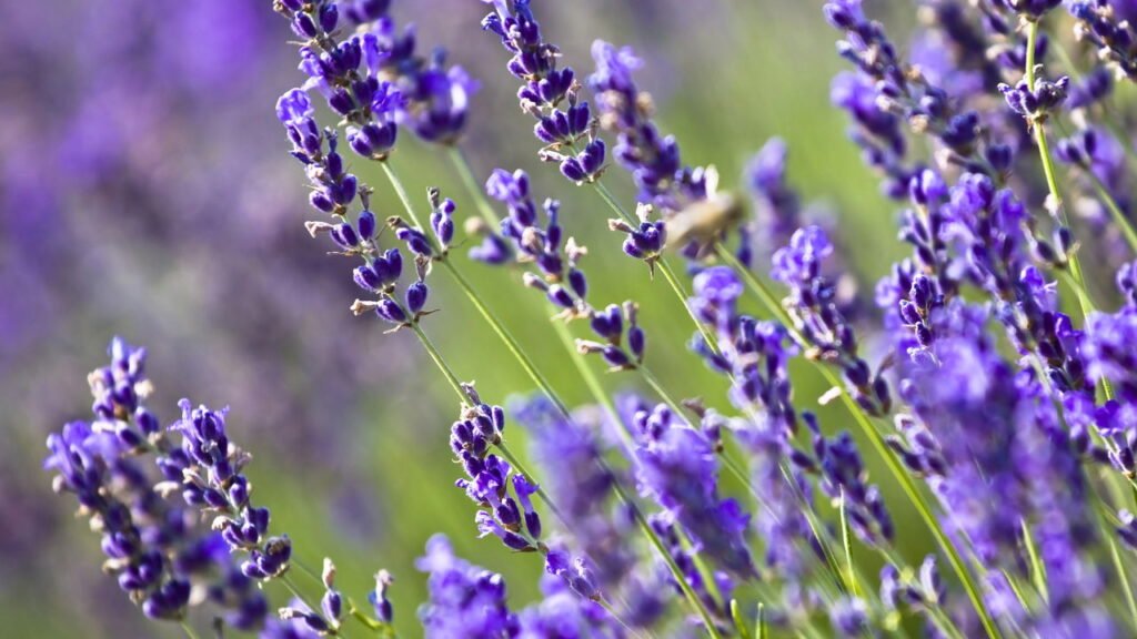 4 plantas que afastam escorpiões e ainda embelezam sua casa