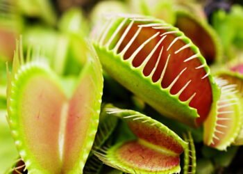 O segredo das plantas carnívoras vai além de comer insetos