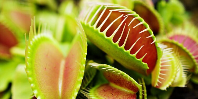 O segredo das plantas carnívoras vai além de comer insetos
