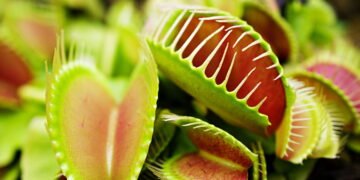 Veja como cuidar de plantas carnívoras em ambientes internos