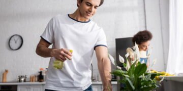 Plantas fáceis de ter em casa e ajudam a melhorar a qualidade do ar