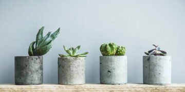 Decoração com plantas é tendência para renovar todos os ambientes