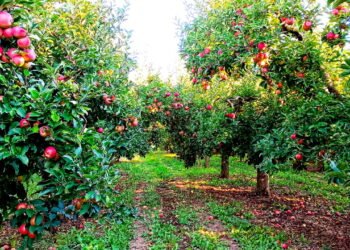 Como começar seu próprio pomar em casa e ter frutas frescas o ano todo