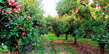 Como começar seu próprio pomar em casa e ter frutas frescas o ano todo