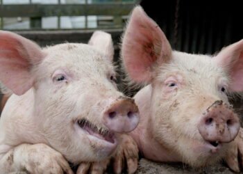 A Guerra dos Porcos, uma história brasileira esquecida