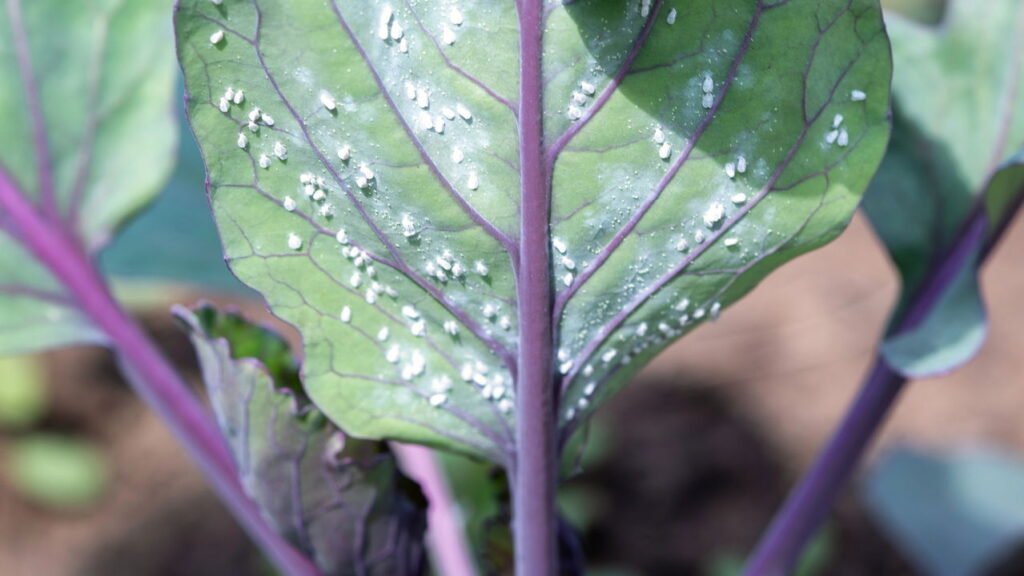 Receitas naturais para proteger sua horta de pragas sem agrotóxicos