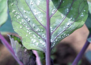 Receitas naturais para proteger sua horta de pragas sem agrotóxicos