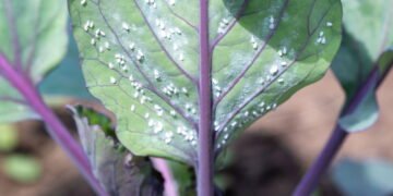 Receitas naturais para proteger sua horta de pragas sem agrotóxicos