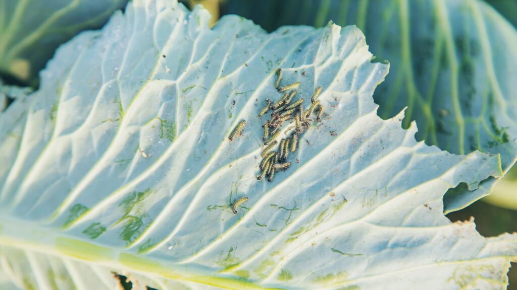 Receitas naturais para proteger sua horta de pragas sem agrotóxicos