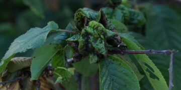 O truque com vinagre que jardineiros estão usando contra pulgões