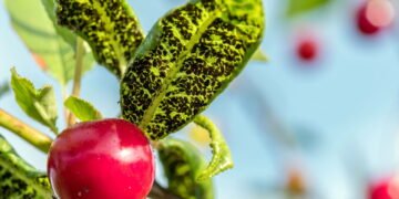 O truque natural para salvar suas plantas dos pulgões sem usar veneno