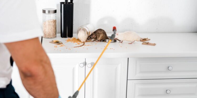 Aprenda a cultivar a melhor planta para repelir roedores da sua residência