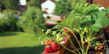 Veja como transformar sua sacada em um jardim comestível