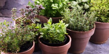 Tenha em casa a planta poderosa que cabe em um vaso e cuida da sua saúde