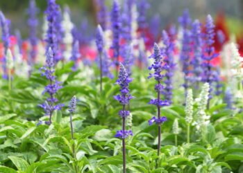Sálvia no vaso, no jardim ou no apartamento! Ela vai bem em todo lugar