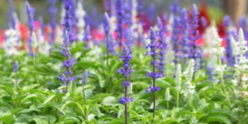 Sálvia no vaso, no jardim ou no apartamento! Ela vai bem em todo lugar