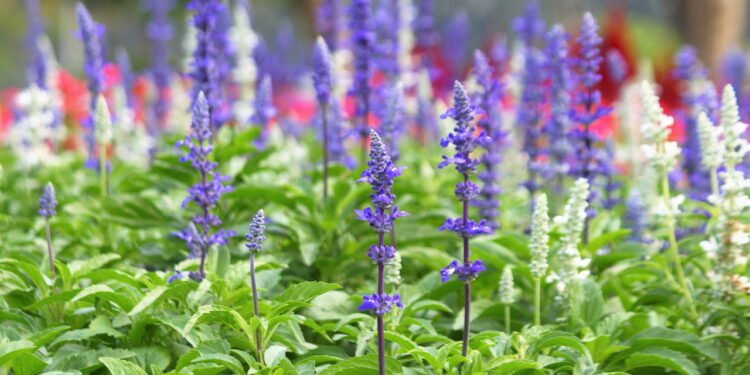 Sálvia no vaso, no jardim ou no apartamento! Ela vai bem em todo lugar
