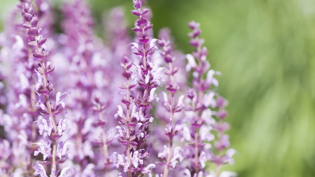 Sálvia no vaso, no jardim ou no apartamento! Ela vai bem em todo lugar