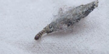 6 dicas simples para evitar os famosos peixes-prateados em casa