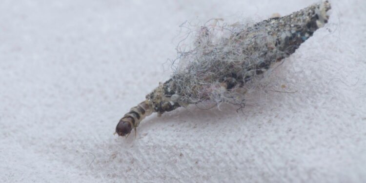 6 dicas simples para evitar os famosos peixes-prateados em casa